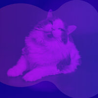 Jazz Soundtrack for Happy Cat - Music For Cats