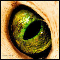 Shangó - !nertia