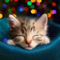 Sonidos Flotantes Para Gatitos - Gatos cascabeleo & Sonidos de lluvia y naturaleza & Suave Música para la Cena Familiar