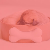 Quartet Jazz Soundtrack for Sleepy Pups - Dog Sleep Dreams