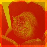 Classic Music for Cozy Kittens - Sleepy Cats