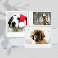 Uplifting - Music - Dog Music