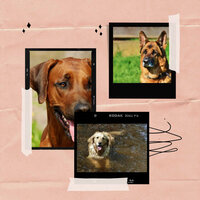 Sunny Calming Your Puppies - Music for Dogs Bgm