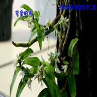 港都夜雨 - Qing Chi Liu