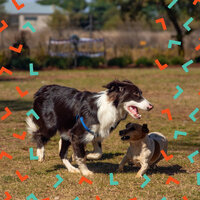 Mysterious Well Trained Dogs - Dog Relaxation Music
