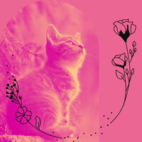 Extraordinary Moods for Happy Cat - Cat Music Hour