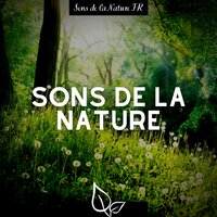 Bien-être au piano - Sons de la Nature FR