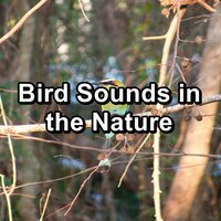 Zen Birdsongs - Nature Sounds & Bird Songs & Calm Singing Brids Zone