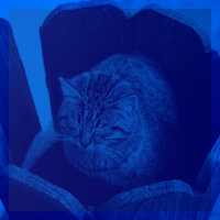 Awesome Cute Kitten - RelaxMyCat