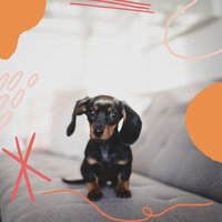Wonderful Backdrops for Chill Dogs - Doggy Relaxing Sounds