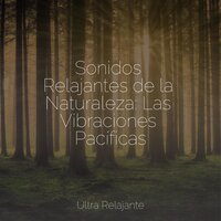Sonata De Sueño - Lluvia PQ & Meditacion & Zona Música Relaxante