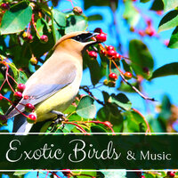 Drones and Waterphones - Bird Songs Nature Music Specialists