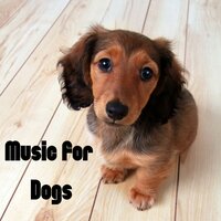 Best Music For Dogs - Music for Dogs & Music for Dogs Peace & Relaxing Puppy Music & Calm Pets Music Academy