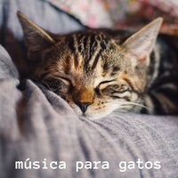 Meditation Cat - Musicoterapia para gatos