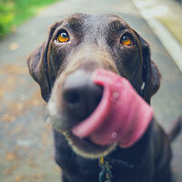 Hot Moods for Calming Pups - Dog Music Radio