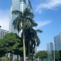 离家多年 - 流苏 & 高兴