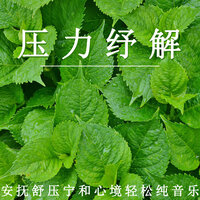 静谧纾压 - 疗愈音律