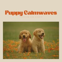 Palm Tree Progressions - Sounds Dogs Love