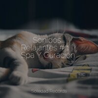 La Profundidad De Los Sueños - Relaxar Meditação Clube & Dormir e Meditar & Relajar