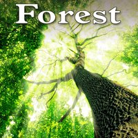 Healing Sunlit Forest - Nature Sounds
