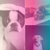 Debonair Resting After Walks - Music for Calming Dogs
