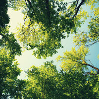 Dream Like Ambiance for Relaxing - Soft Jazz Collections