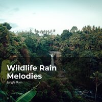 Animals in Chorus - Nature and Rain & Deep Rain Sampling & Jungle Rain