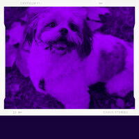 Suave Moods for Dog Training - Music for Dogs Radio
