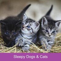 Classical Piano Pets - Music for dog's joys & Music For Cats & World of cat's & Музыка для кошек