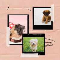 Comforting - Music - Dog Calming Music
