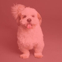 Relaxing Moods for Calming Pups - Dog Sleeping Soundtracks Deluxe