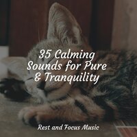 Aroma Sounds - Yoga Music & Relaxing music & Deep Sleep