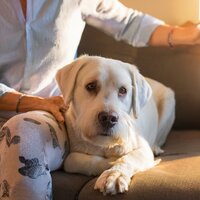 Arco Suave Para Perros - Cena Musica Ambiente & Lista de Reproducción para Perros Dormidos & Melodías para Perros