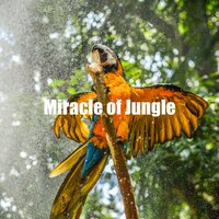 Jungle Soundscape - Nature Soundscape