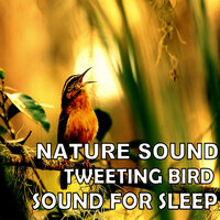 Birds Sounds - Pet Music & Bath Music & Deep Sleep