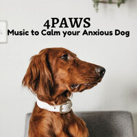 Untroubled Lyricism - Sleepy Dogs & Music For Dogs With Anxiety & Dogs music