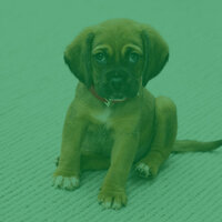 Casual Tenor Saxophone Solo - Vibe for Calming Pups - Music for Calming Dogs