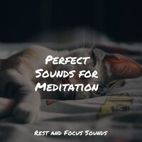 Whistling Trees - Yoga Workout Music & ZEN & Chakra Meditation Universe