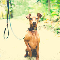 Romantic Music for Doggies - Dog Music Experience