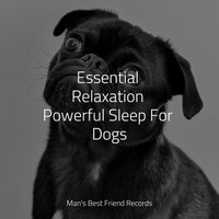 Peace & Tranquility - Calm Doggy & Pet Care Club & Music for Dog's Ear