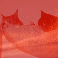 Vintage Moods for Friendly Cats - Calming Cat Music