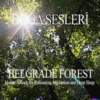 Sound of Silence (Only Ambience) - Doğa Sesleri