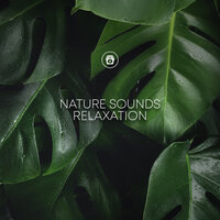 Ocean Atmospheres - Nature Sounds