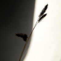 The Beauty of Not Knowing - Tone Color