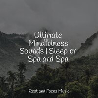 Paradise - Classical Study Music & Healing Sounds for Deep Sleep and Relaxation & Pet Care Music Therapy