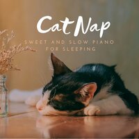 Asleep on the Spot - Piano Cats