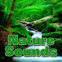 Powerful Oceanside Surf with Gulls - Dr. Sound Effects