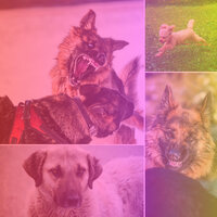 Sublime Keeping Pups Happy - Chill My Pooch