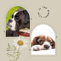 Outstanding Smooth Jazz Sax Ballad - Vibe for Chilling Your Dog - Fashionable Doggy Music