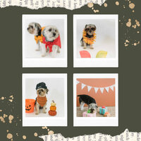 Music (Fun Puppies) - Jazz Music for Dogs